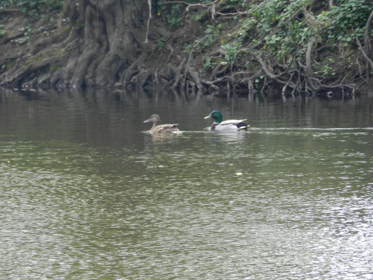 Couple de canard colvert